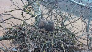 Attēlu rezultāti vaicājumam “Buteo buteo nest”