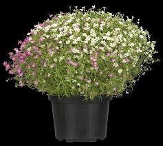 Attēlu rezultāti vaicājumam “Gypsophila muralis”