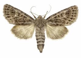 Attēlu rezultāti vaicājumam “Tholera decimalis”