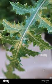 Attēlu rezultāti vaicājumam “Sonchus asper leaf”