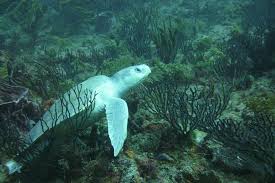 Image result for Lepidochelys kempii