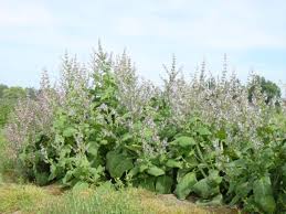 Image result for Salvia sclarea