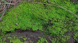 Attēlu rezultāti vaicājumam “Bartramia pomiformis”