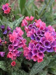 Attēlu rezultāti vaicājumam “Pulmonaria angustifolia fruit”