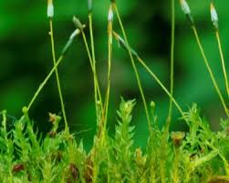 Attēlu rezultāti vaicājumam “Tetraphis pellucida”