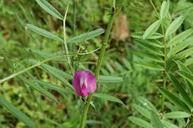 Attēlu rezultāti vaicājumam “Vicia lathyroides leaf”