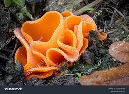 Attēlu rezultāti vaicājumam “Aleuria aurantia”