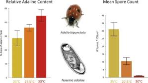 Attēlu rezultāti vaicājumam “Adalia bipunctata larva”