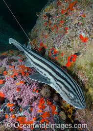 Image result for Poroderma africanum