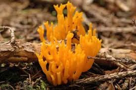 Attēlu rezultāti vaicājumam “Calocera glossoides”
