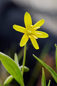 Attēlu rezultāti vaicājumam “Gagea lutea flower”