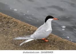 Attēlu rezultāti vaicājumam “Sterna hirundo”