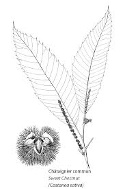 Attēlu rezultāti vaicājumam “Licea castanea sessile”