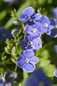 Attēlu rezultāti vaicājumam “Veronica chamaedrys leaf”