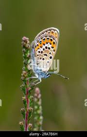 Attēlu rezultāti vaicājumam “Plebejus argus female”