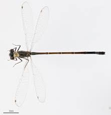 Attēlu rezultāti vaicājumam “Coenagrionidae”