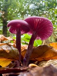 Attēlu rezultāti vaicājumam “Laccaria amethystina”