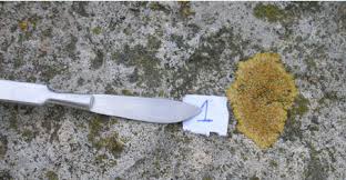 Attēlu rezultāti vaicājumam “Candelariella sp.”