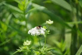 Attēlu rezultāti vaicājumam “Corynephorus canescens fruit”