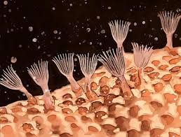 Attēlu rezultāti vaicājumam “Bryozoa”