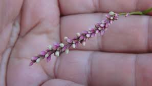 Attēlu rezultāti vaicājumam “Persicaria hydropiper leaf”