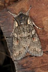 Attēlu rezultāti vaicājumam “Lithophane furcifera”