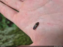 Attēlu rezultāti vaicājumam “Selatosomus cruciatus”