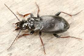 Attēlu rezultāti vaicājumam “Pterostichus oblongopunctatus”