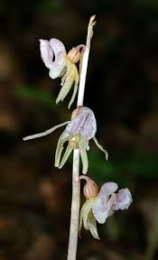Attēlu rezultāti vaicājumam “Epipogium aphyllum flower”
