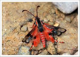 Attēlu rezultāti vaicājumam “Sesiidae”