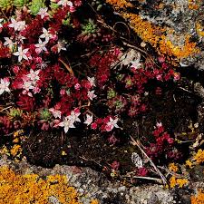 Attēlu rezultāti vaicājumam “Sedum pallidum flower”