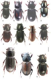 Attēlu rezultāti vaicājumam “Aphodius sp.”