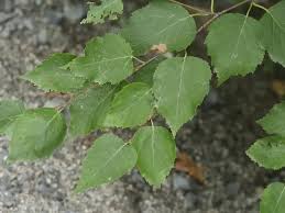 Attēlu rezultāti vaicājumam “Betula papyrifera leaf”