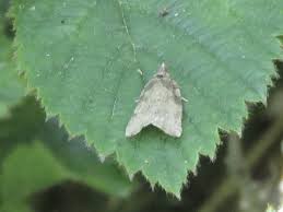 Attēlu rezultāti vaicājumam “Capua vulgana”