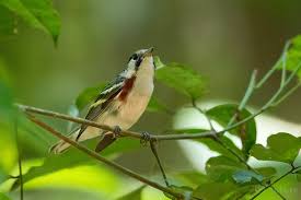 Image result for Dendroica pensylvanica