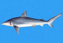 Image result for Carcharhinus isodon