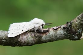 Attēlu rezultāti vaicājumam “Spilosoma lubricipeda”