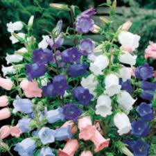 Image result for Marienglockenblumen