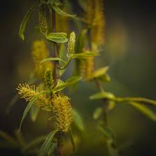 Attēlu rezultāti vaicājumam “Salix x sepulcralis”