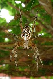 Attēlu rezultāti vaicājumam “Araneus diadematus female”