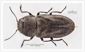 Attēlu rezultāti vaicājumam “Anthaxia quadripunctata”