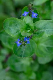 Attēlu rezultāti vaicājumam “Veronica beccabunga bud”