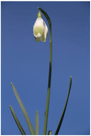 Attēlu rezultāti vaicājumam “Galanthus nivalis bud”