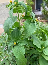 Attēlu rezultāti vaicājumam “Galinsoga quadriradiata leaf”