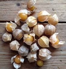 Attēlu rezultāti vaicājumam “Diplotaxis tenuifolia fruit”