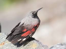 Image result for Tichodroma muraria