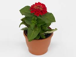Image result for Zinnia elegans