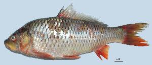 Image result for Cyprinus megalophthalmus