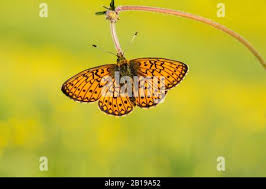 Attēlu rezultāti vaicājumam “Boloria eunomia upperside”