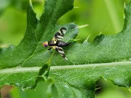 Attēlu rezultāti vaicājumam “Urophora cardui”